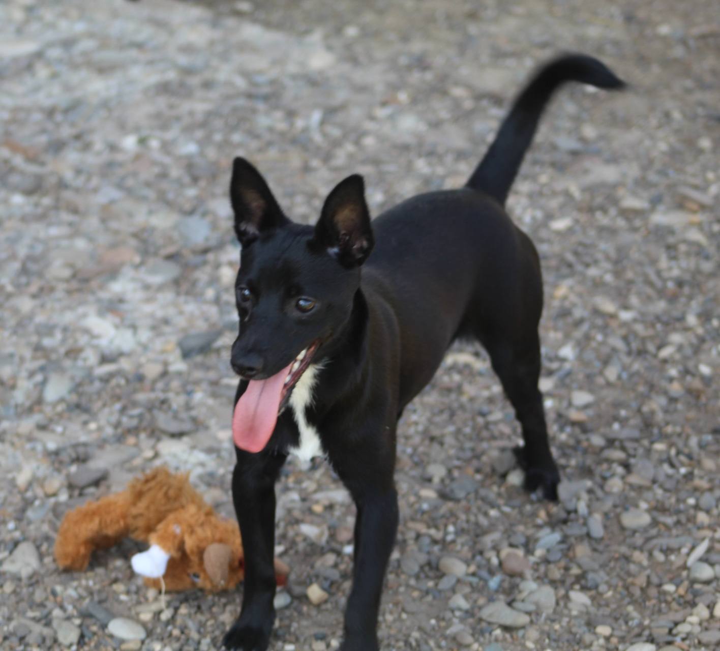 Bambi Casa lui Patrocle 3