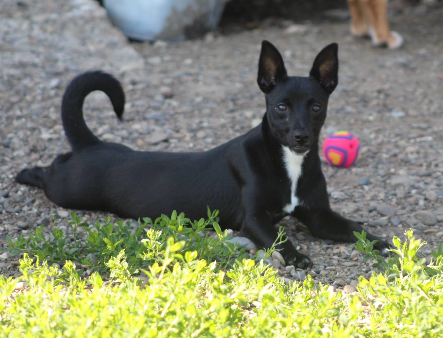 Bambi Casa lui Patrocle 4