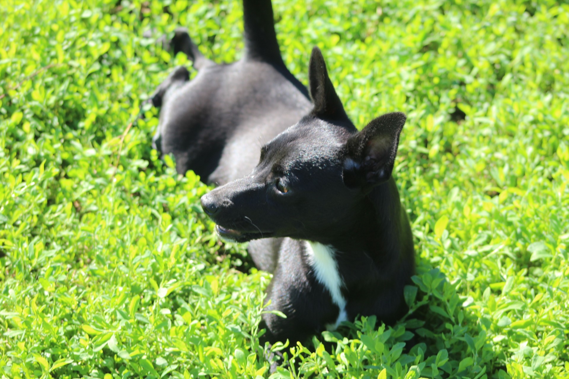 Bambi Casa lui Patrocle 5