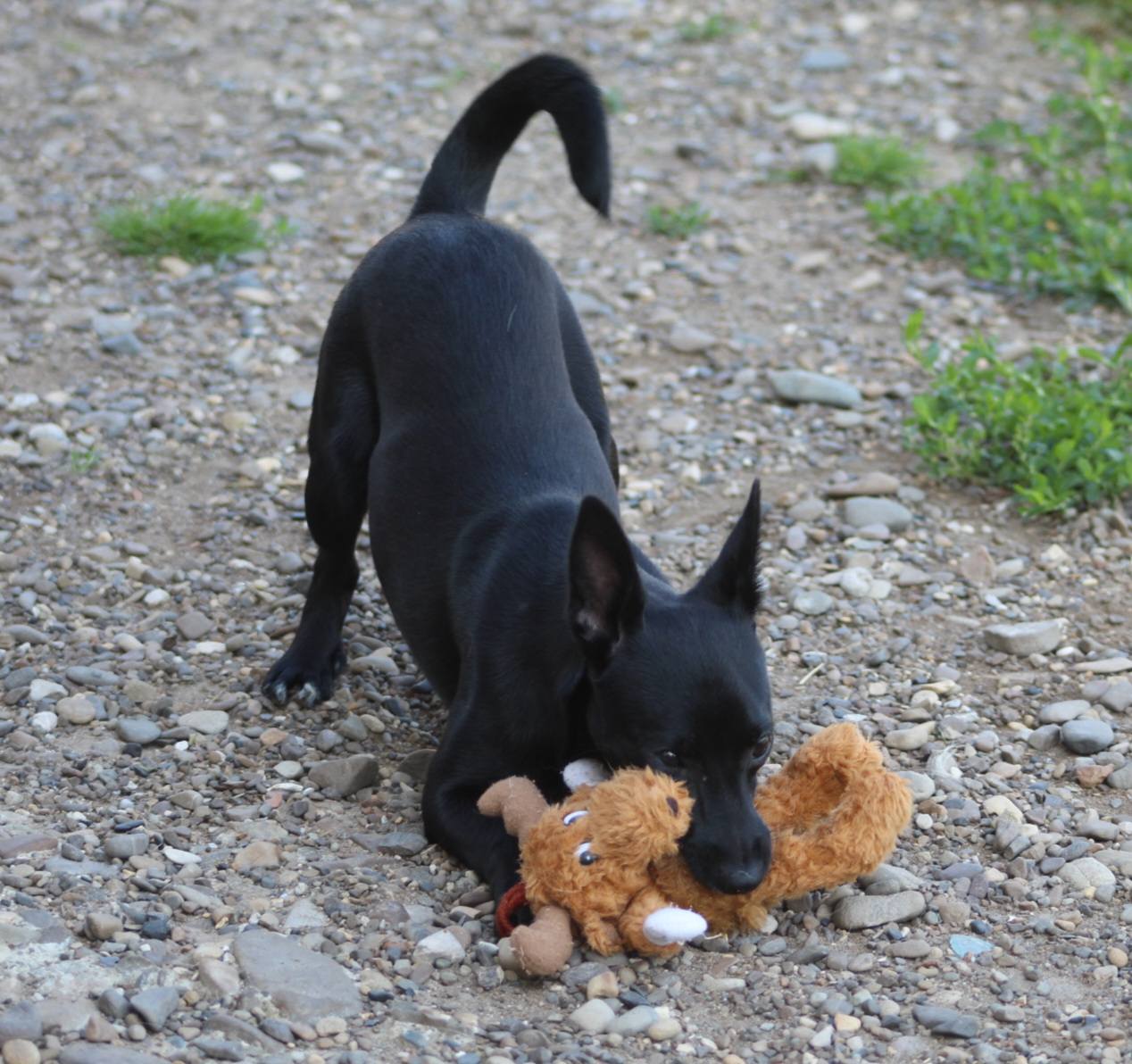 Bambi Casa lui Patrocle 7