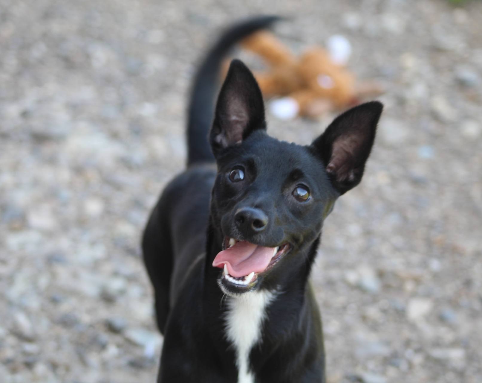 Bambi, câine femelă de talie medie