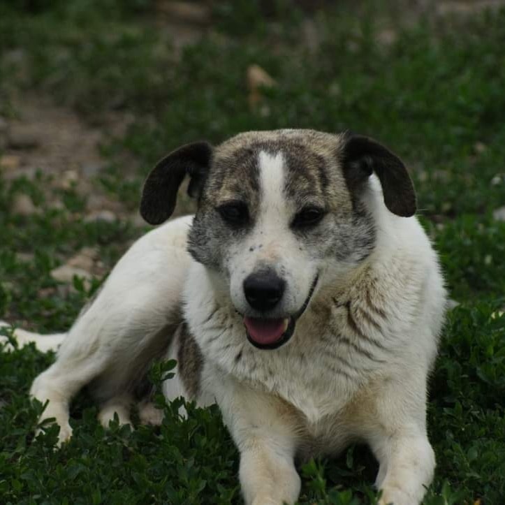 Barry, câine mascul de talie medie