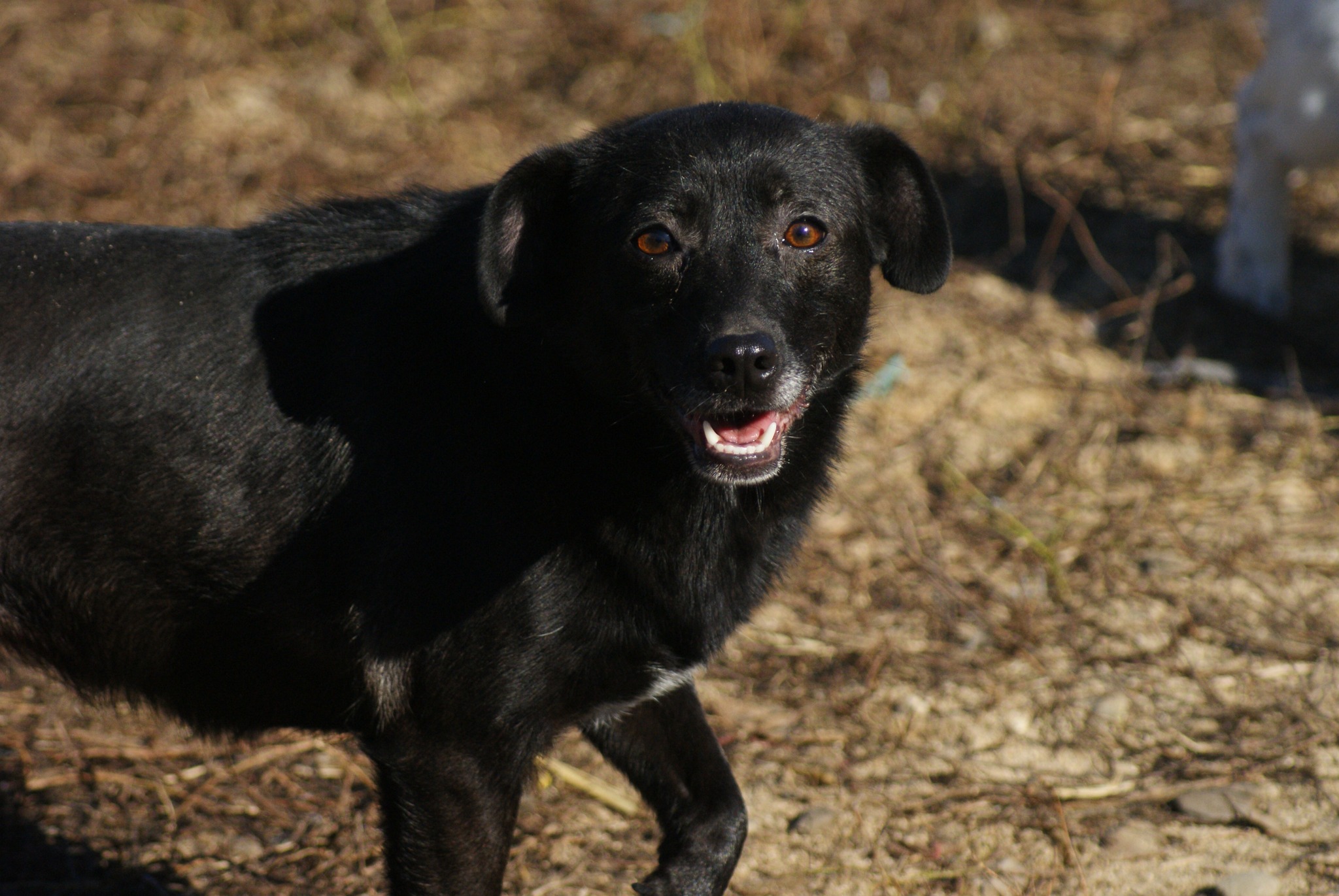Beauty, câine femelă de talie medie