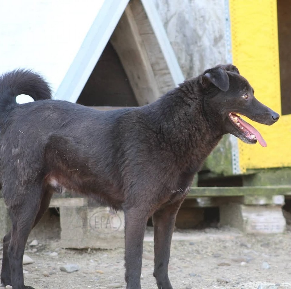 Bebe Casa lui Patrocle 3