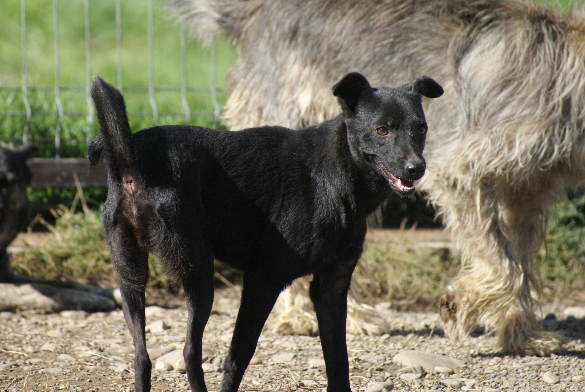 Bebe Casa lui Patrocle 4