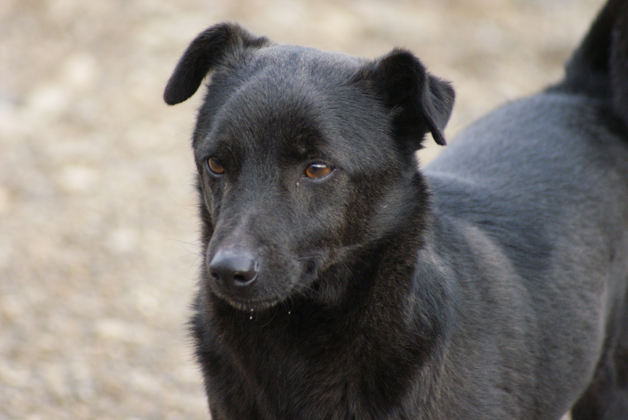 Bebe Casa lui Patrocle 5