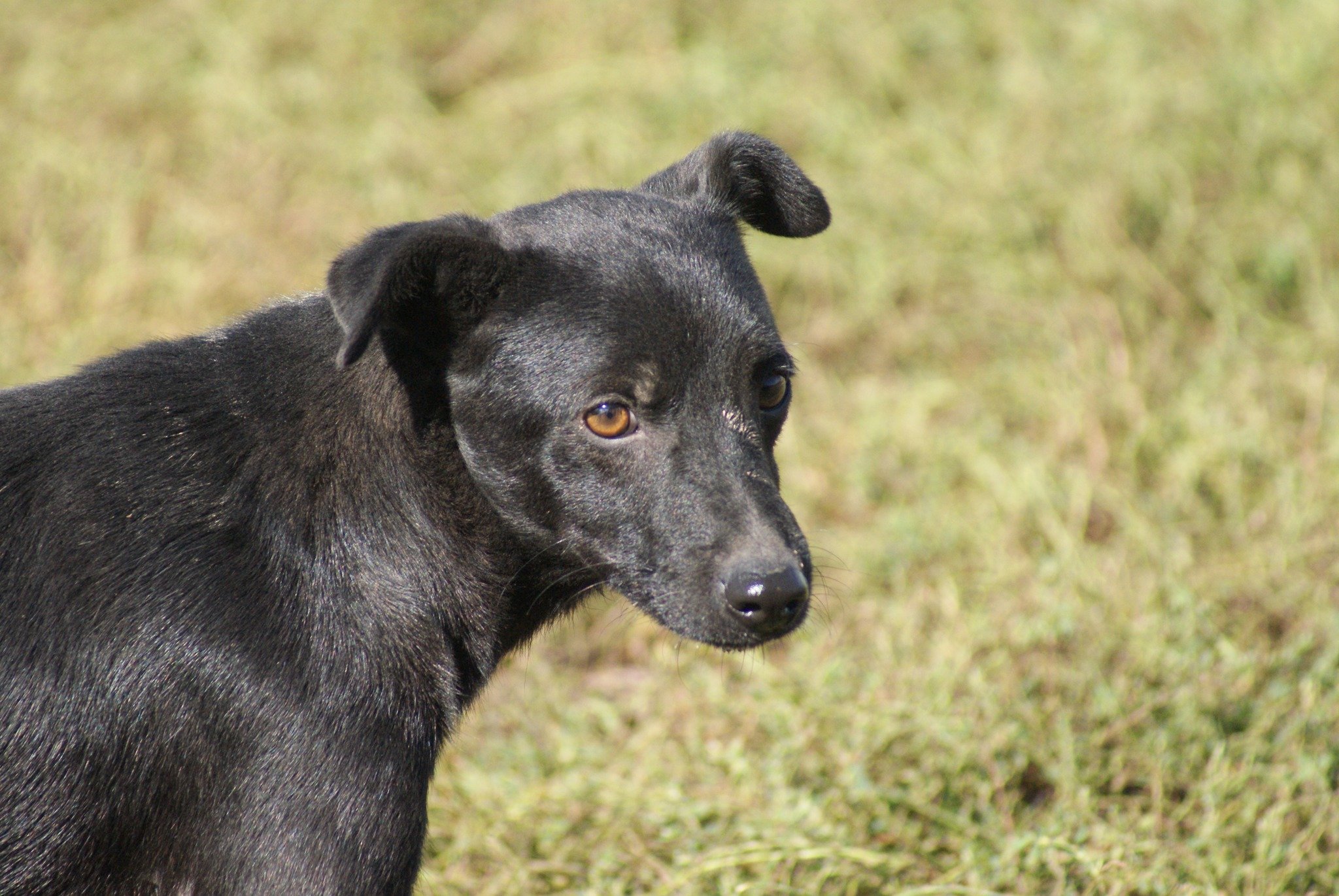 Bebe, câine mascul de talie medie