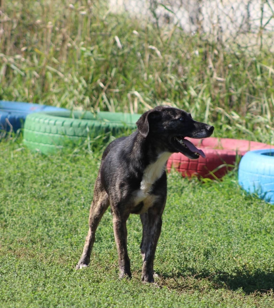 Bella Casa lui Patrocle 2