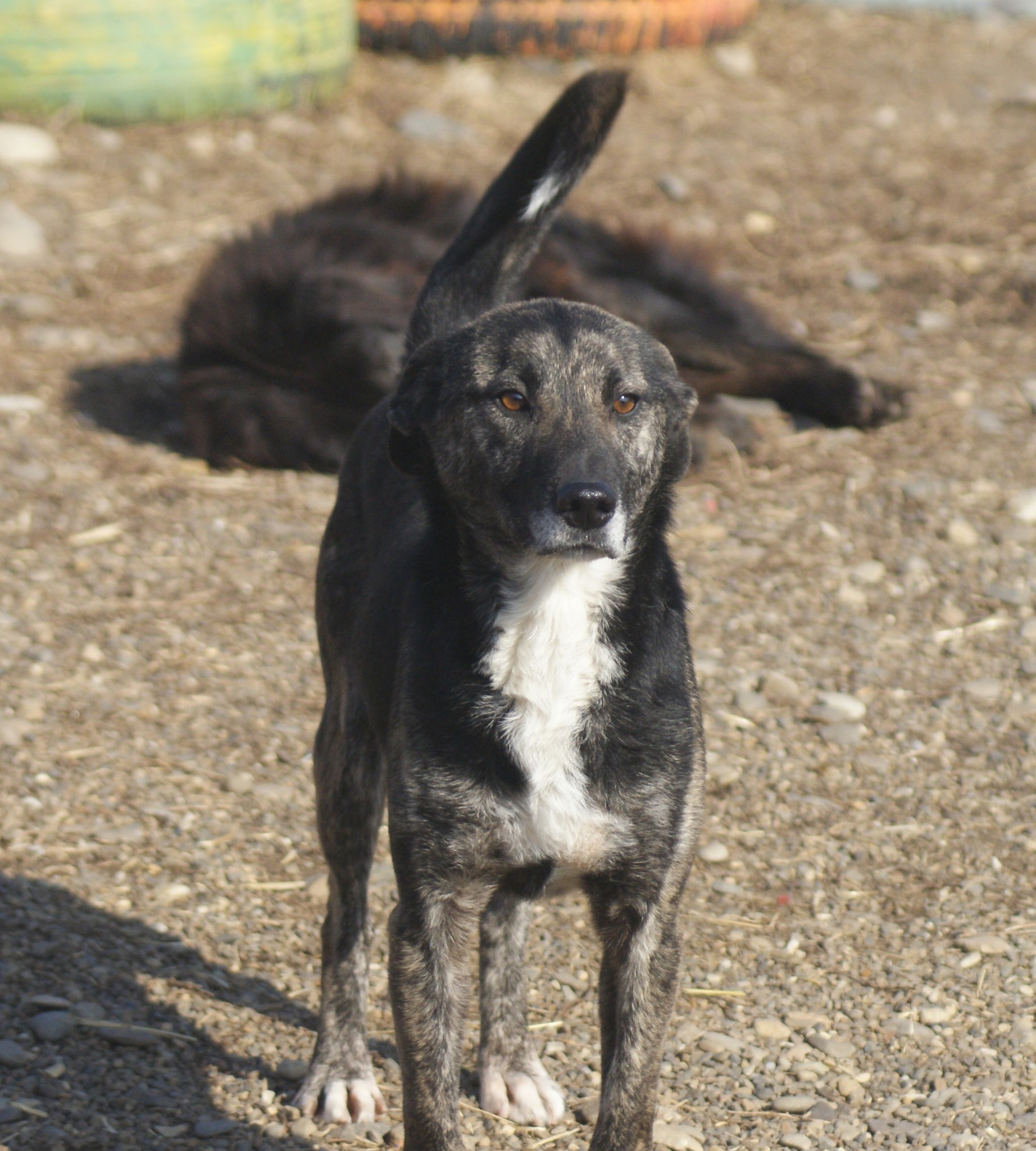 Bella Casa lui Patrocle 4