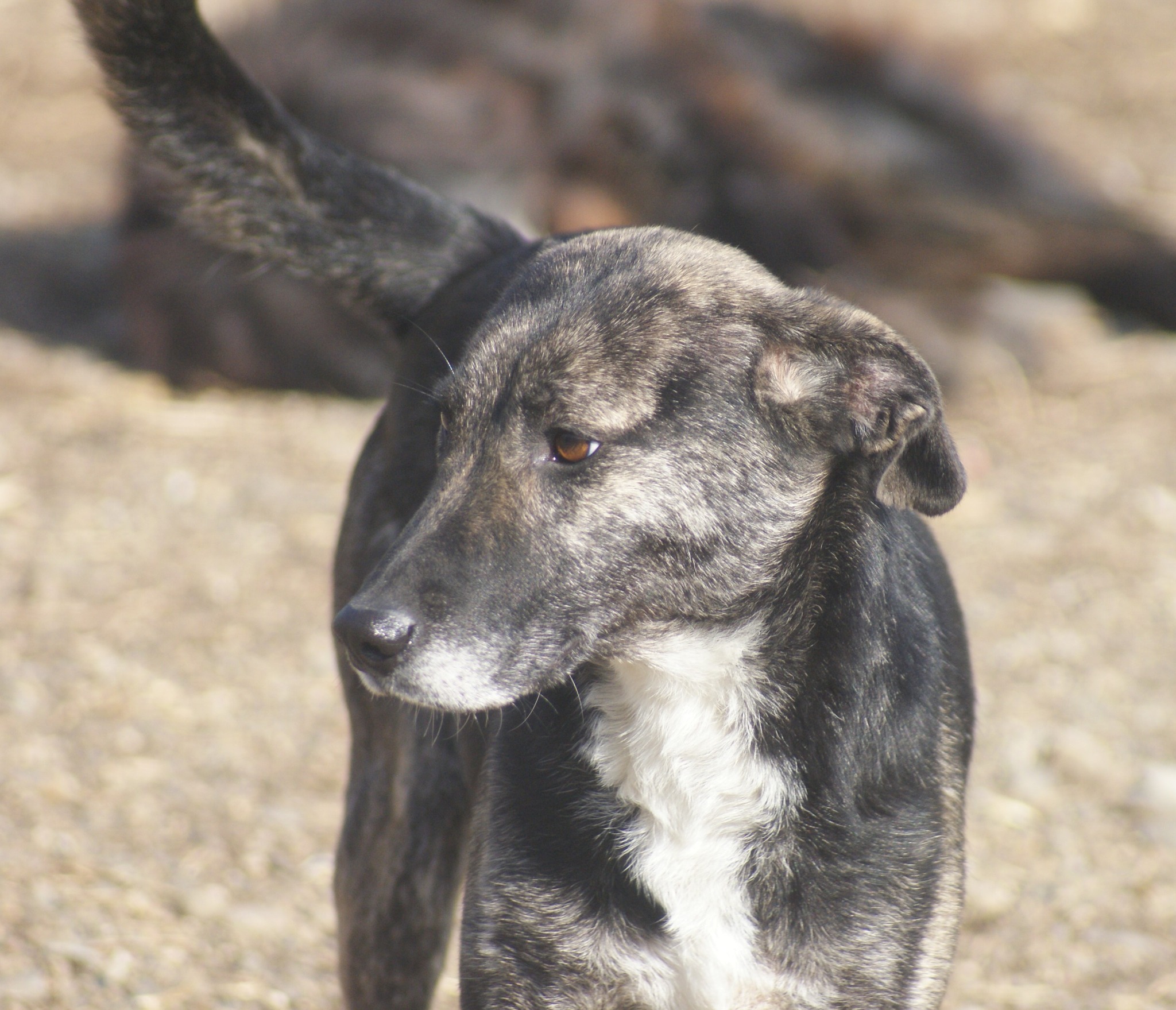 Bella Casa lui Patrocle 6