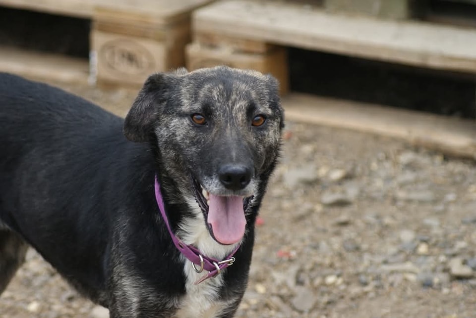 Bella, câine femelă de talie medie