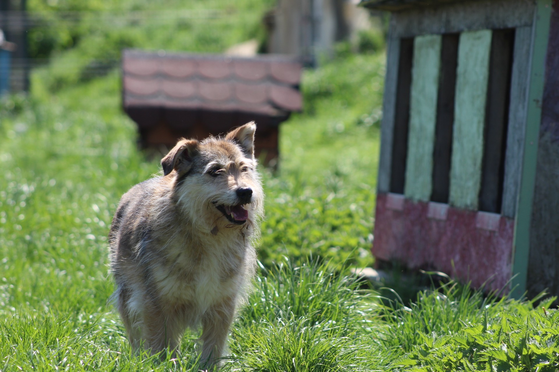 Benji Casa lui Patrocle 2