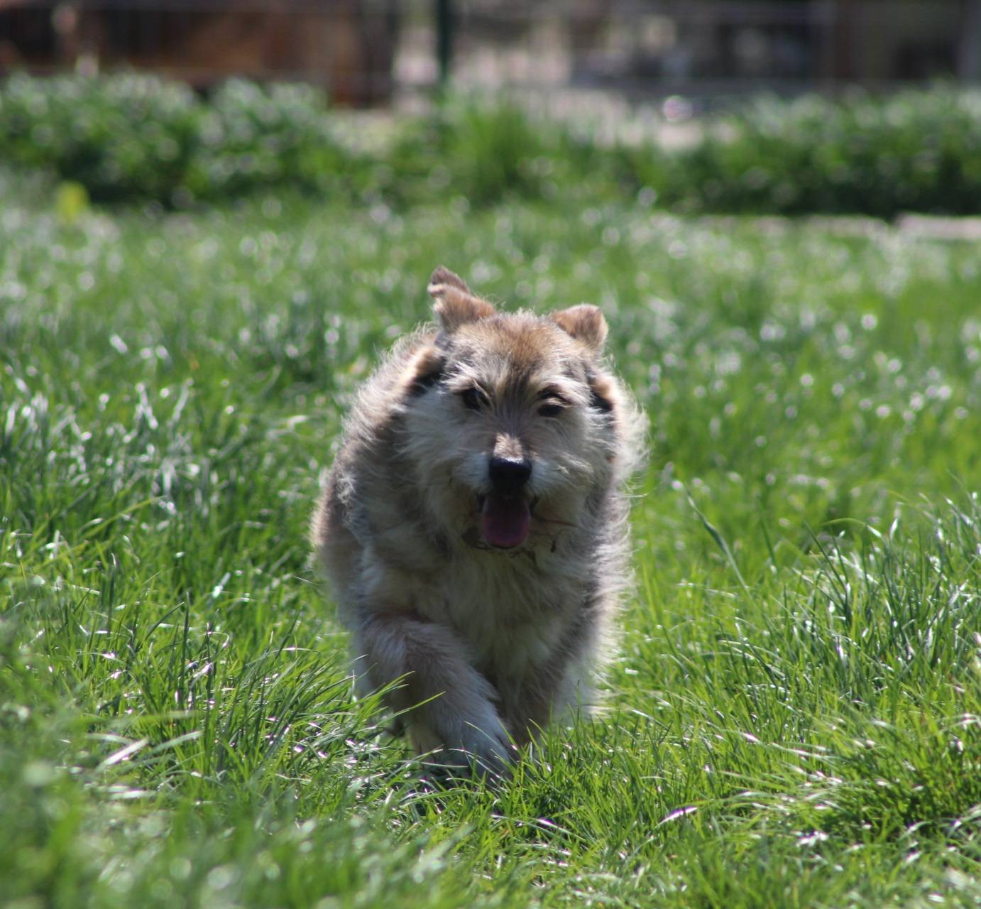 Benji Casa lui Patrocle 3