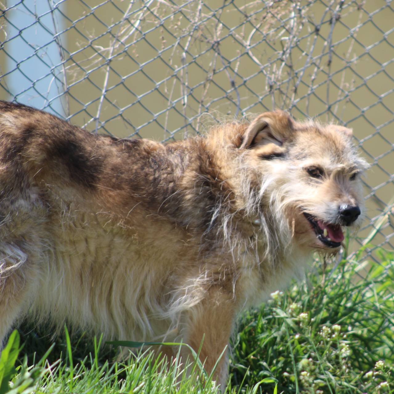 Benji Casa lui Patrocle 4