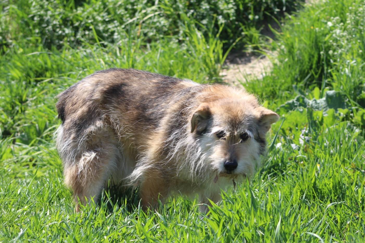 Benji Casa lui Patrocle 5