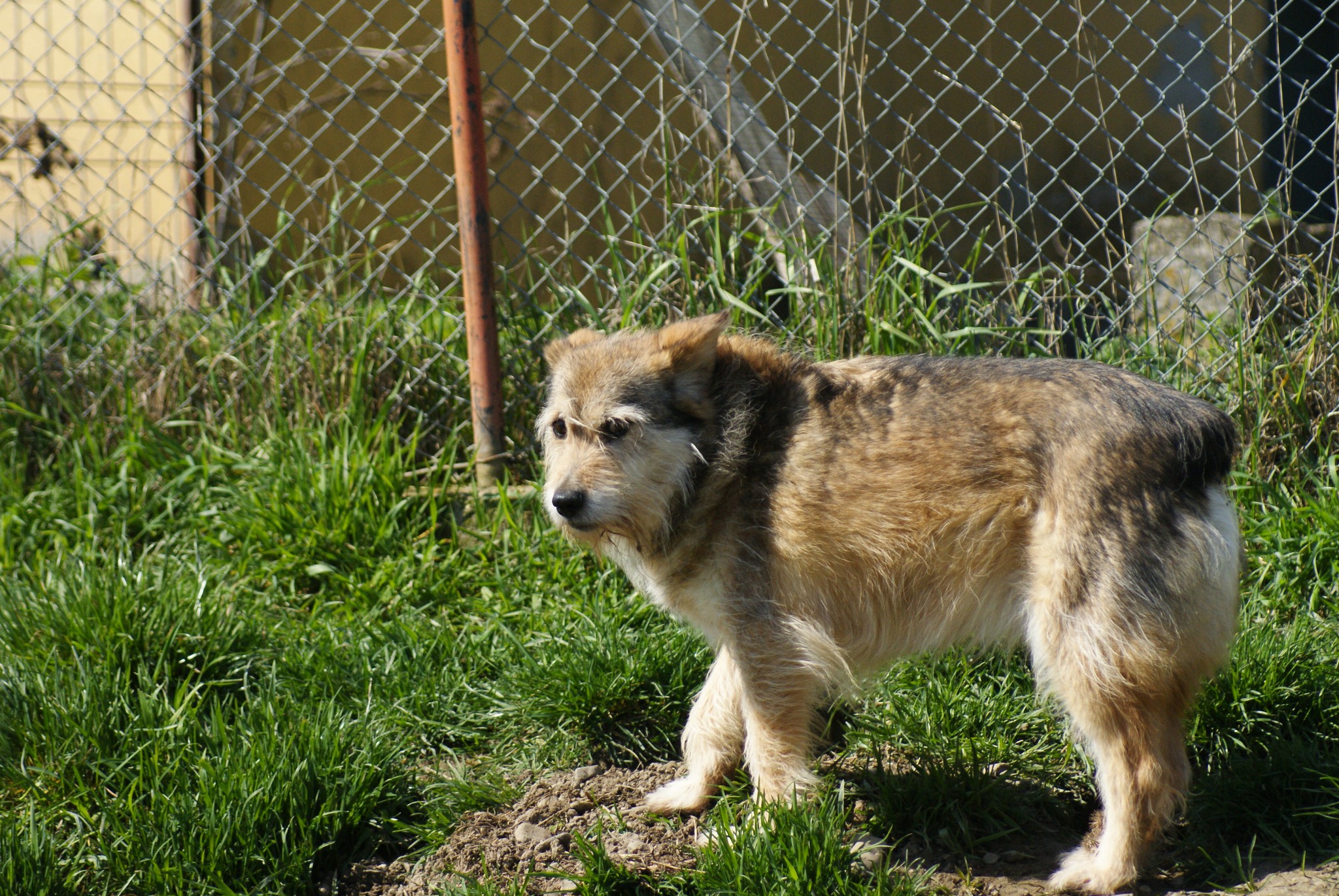 Benji Casa lui Patrocle 6