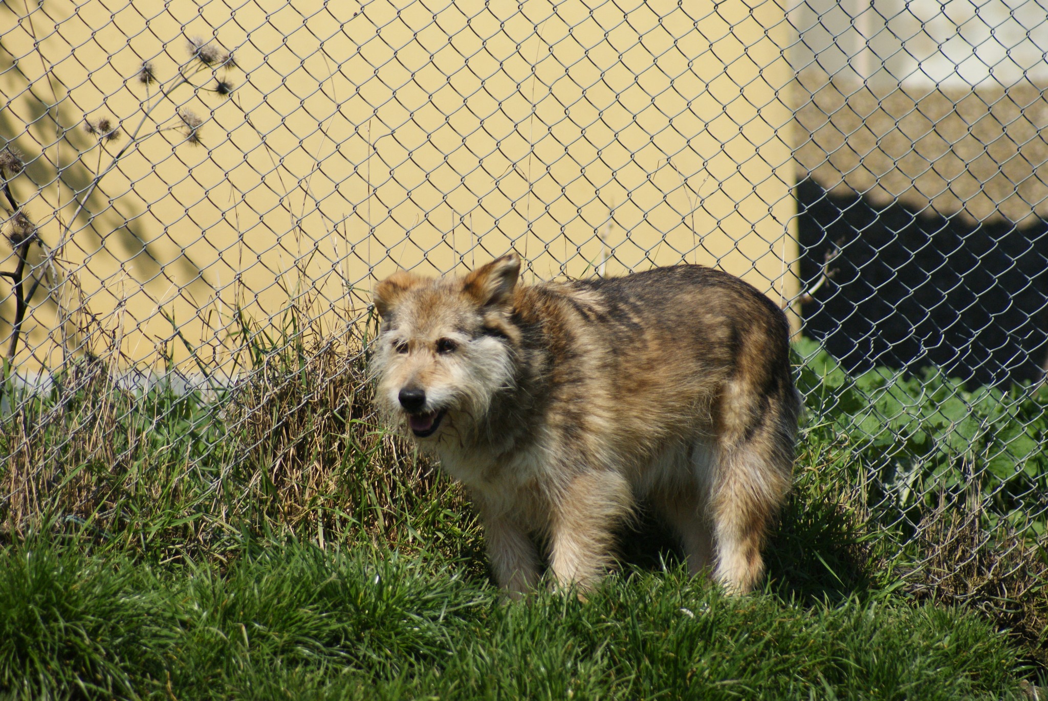 Benji Casa lui Patrocle 7