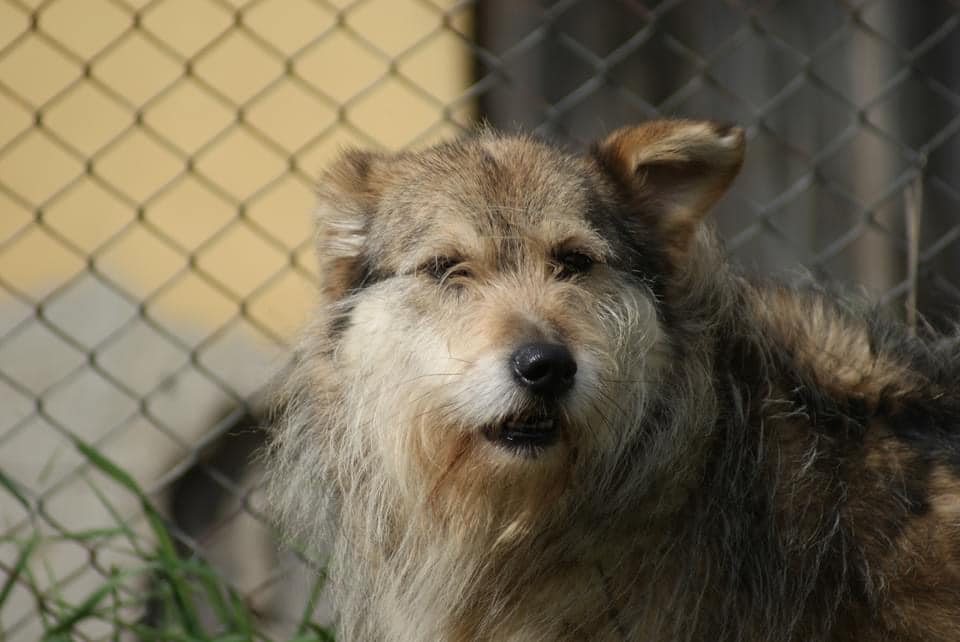 Benji, câine mascul de talie medie