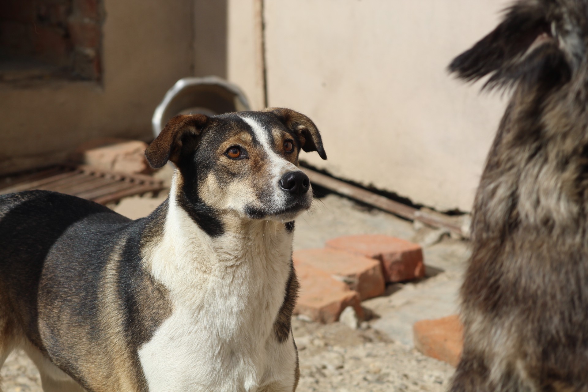 Billy Casa lui Patrocle 6