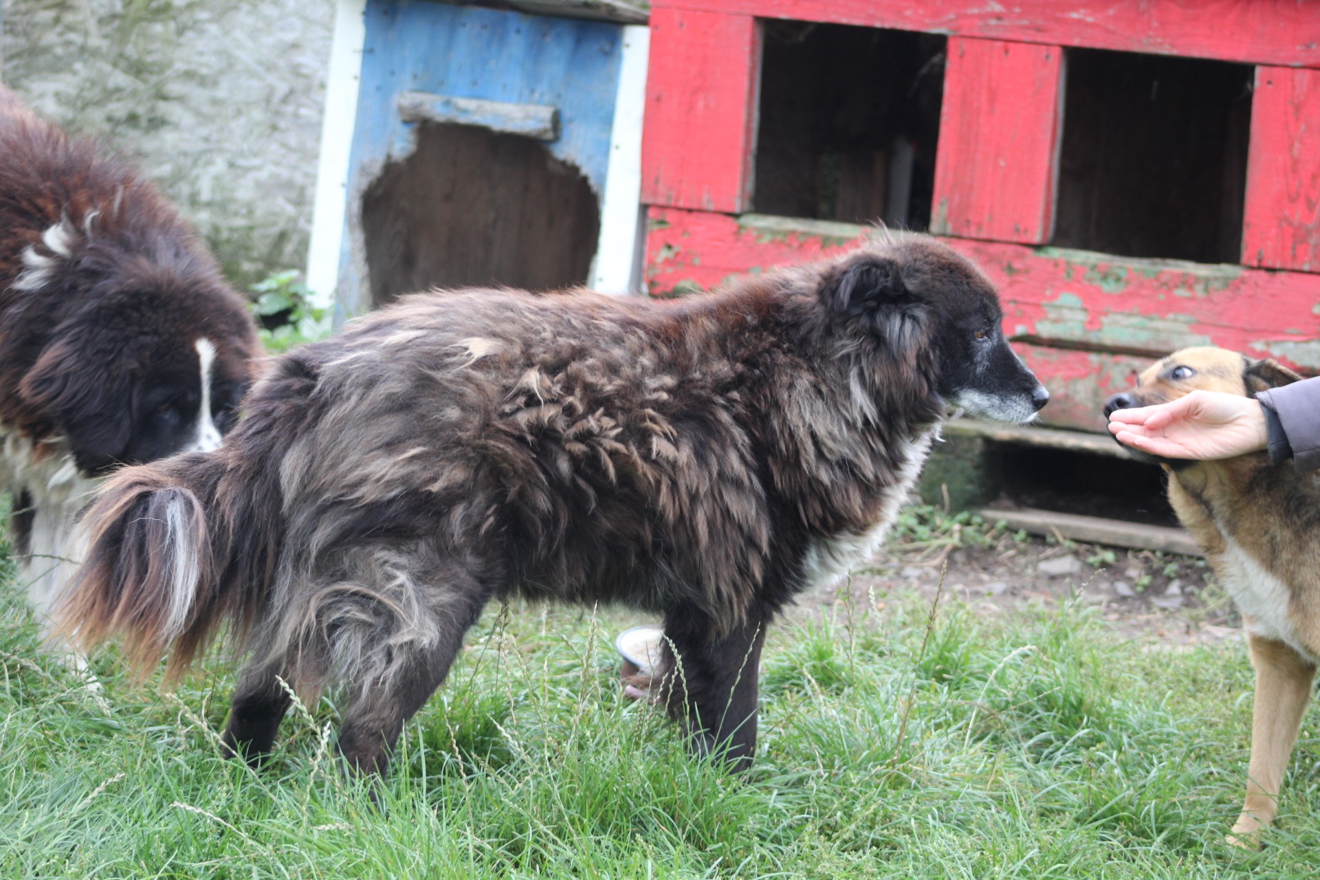 Black Senior Casa lui Patrocle 2