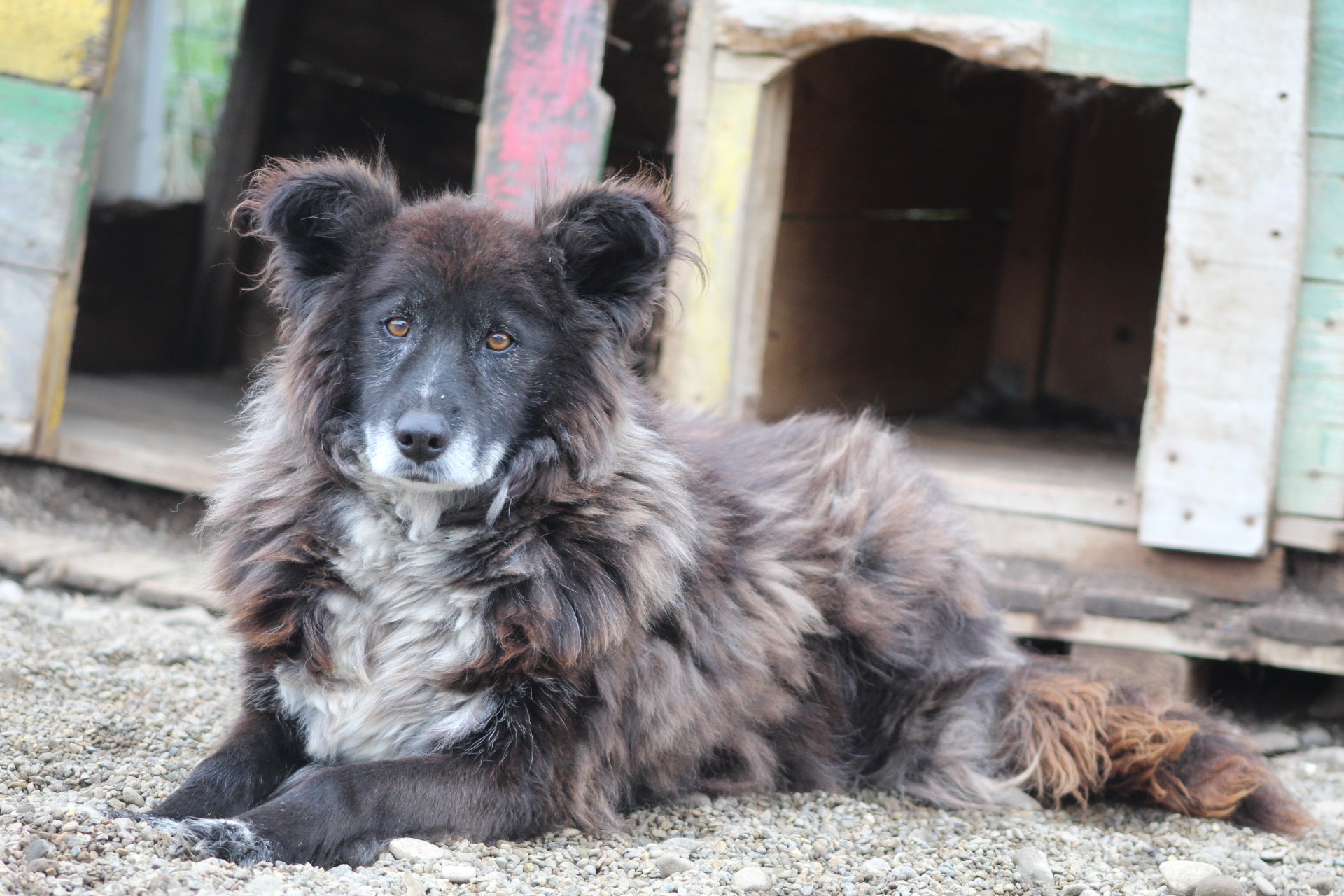 Black Senior Casa lui Patrocle 3