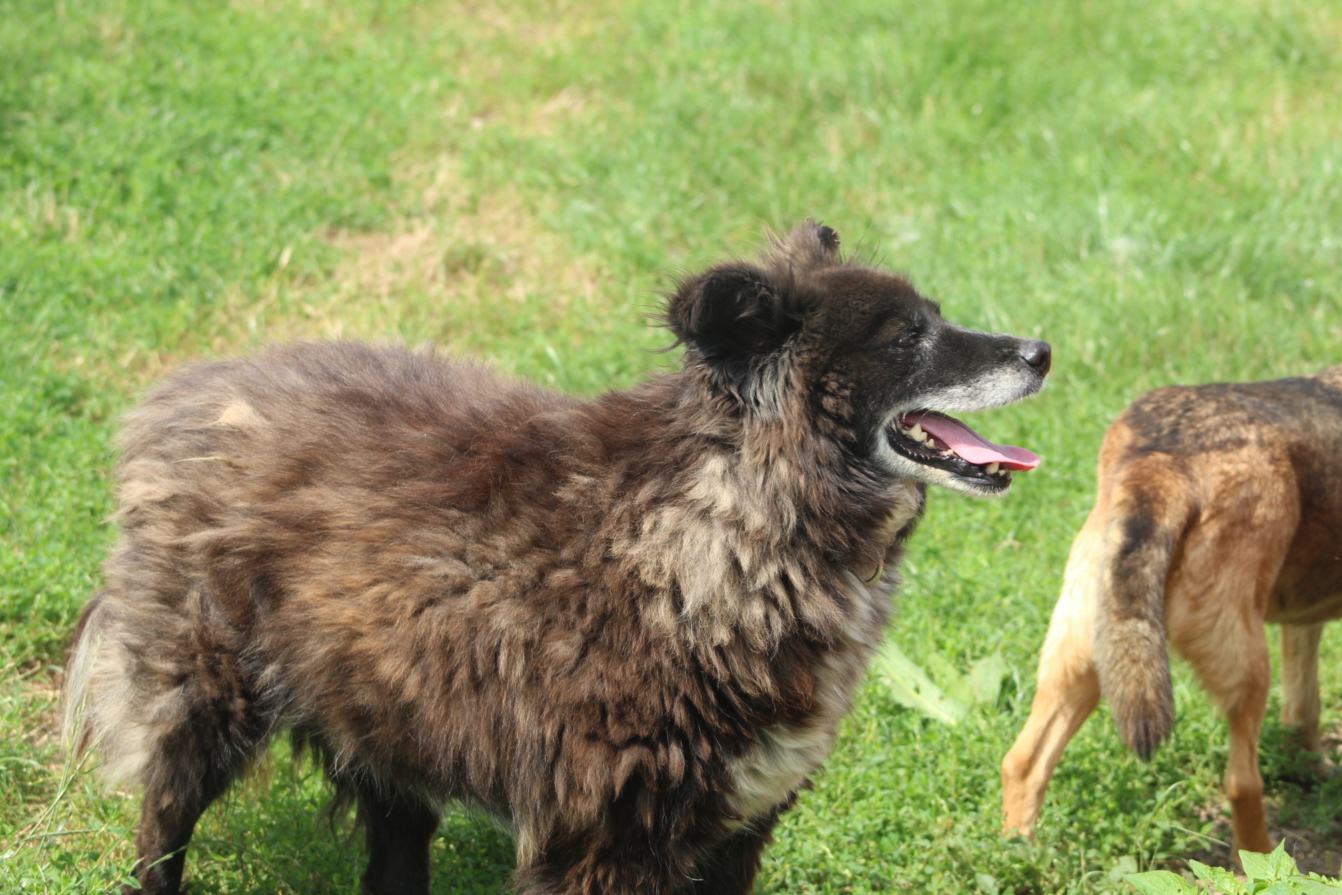 Black Senior Casa lui Patrocle 7