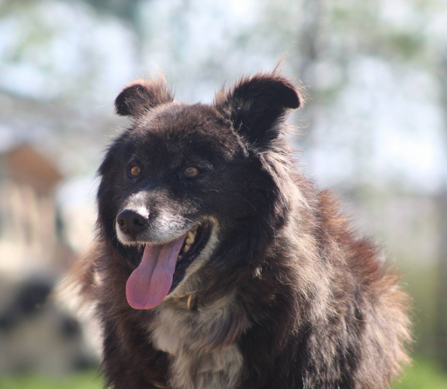 Black Senior Casa lui Patrocle 8