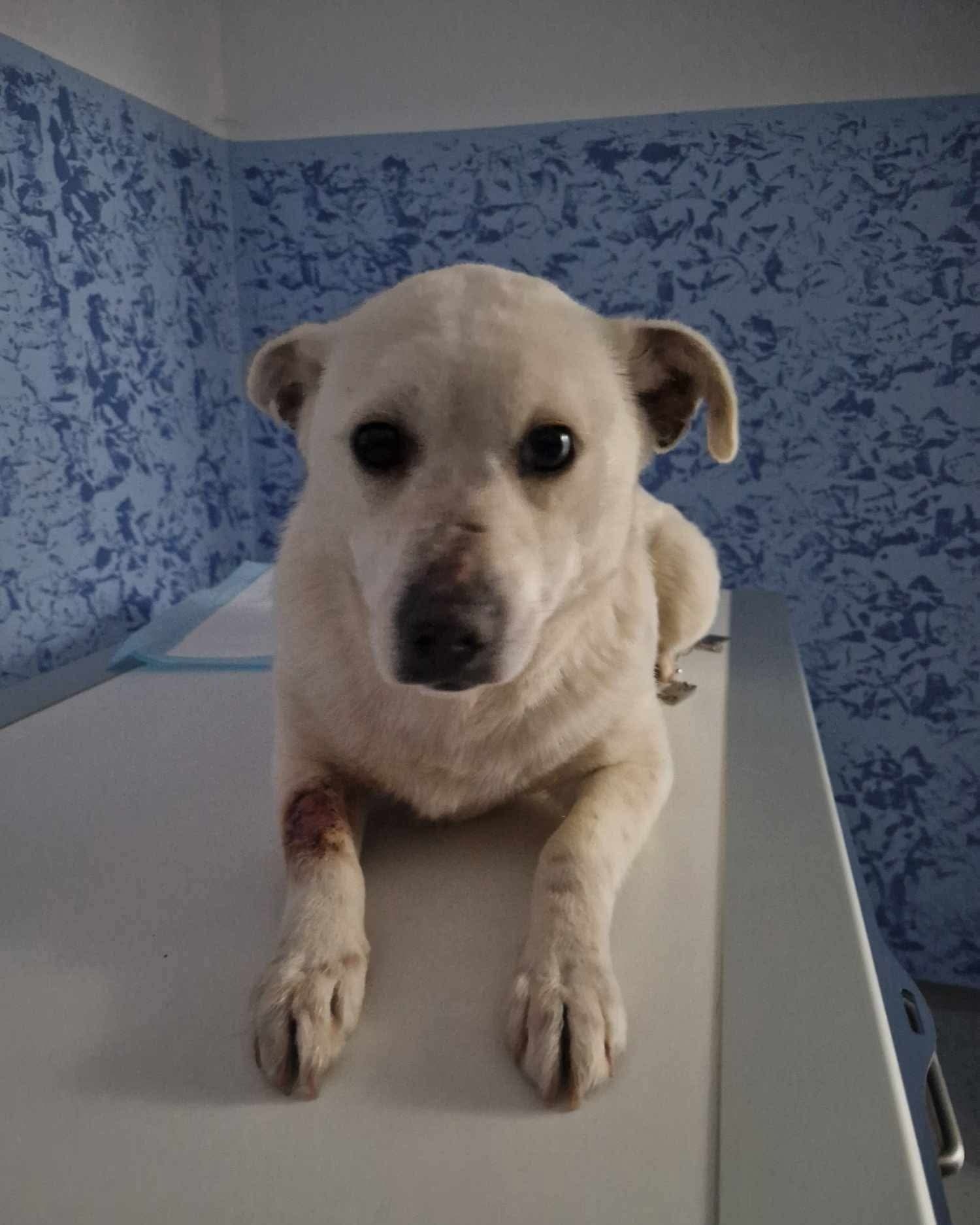 Blanca Casa lui Patrocle 2