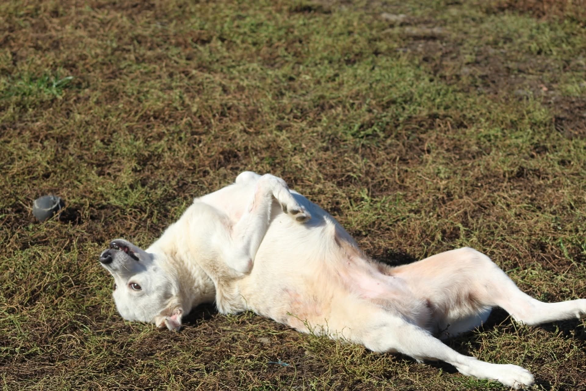 Blanca Casa lui Patrocle 3