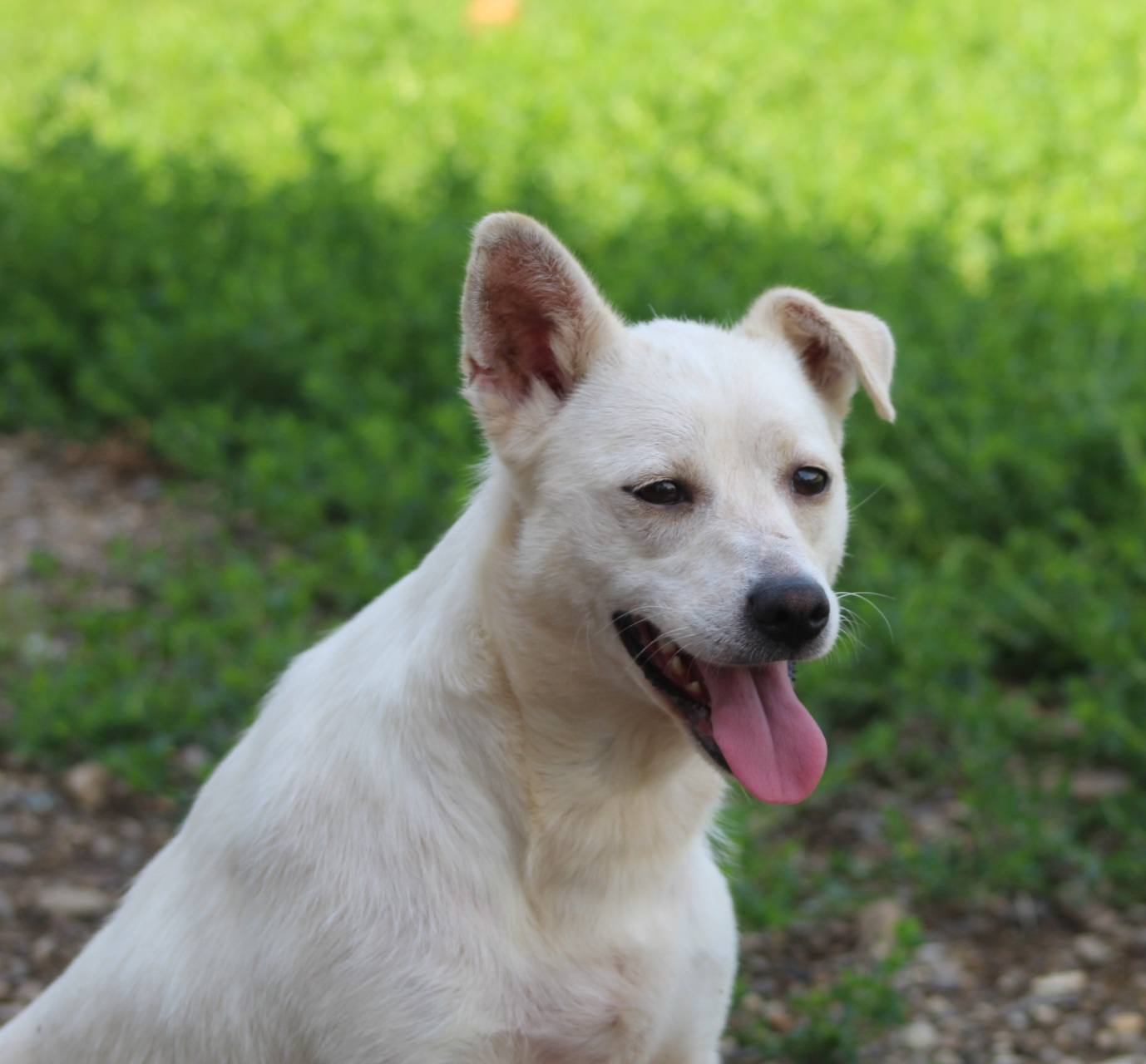 Blanca Casa lui Patrocle 8