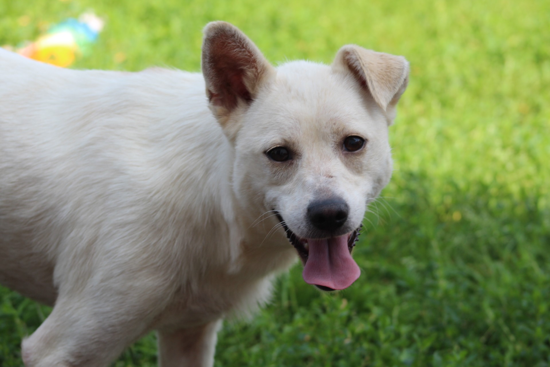 Blanca, câine femelă de talie mică