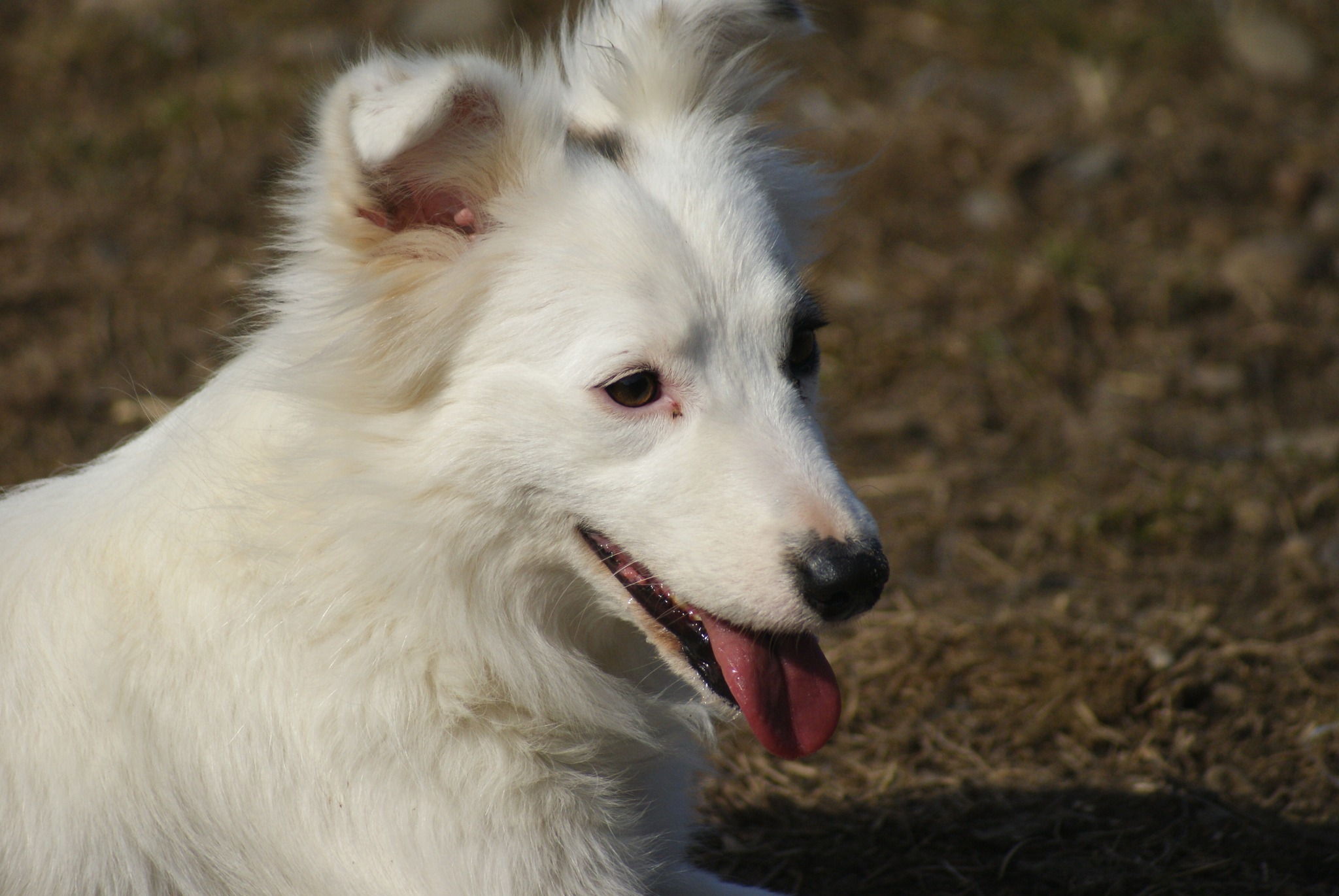 Bombonica, câine femelă de talie medie