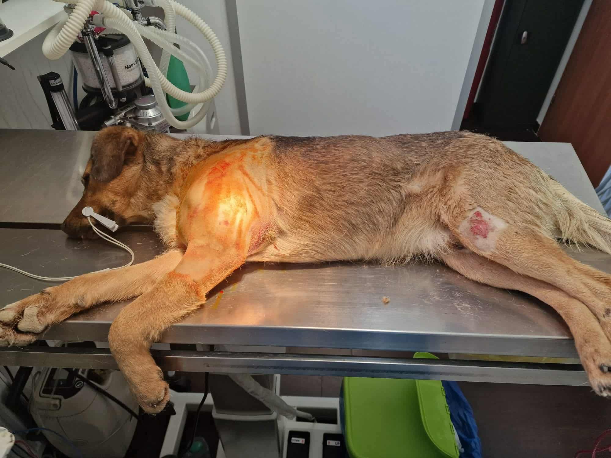 Boris Casa lui Patrocle 2