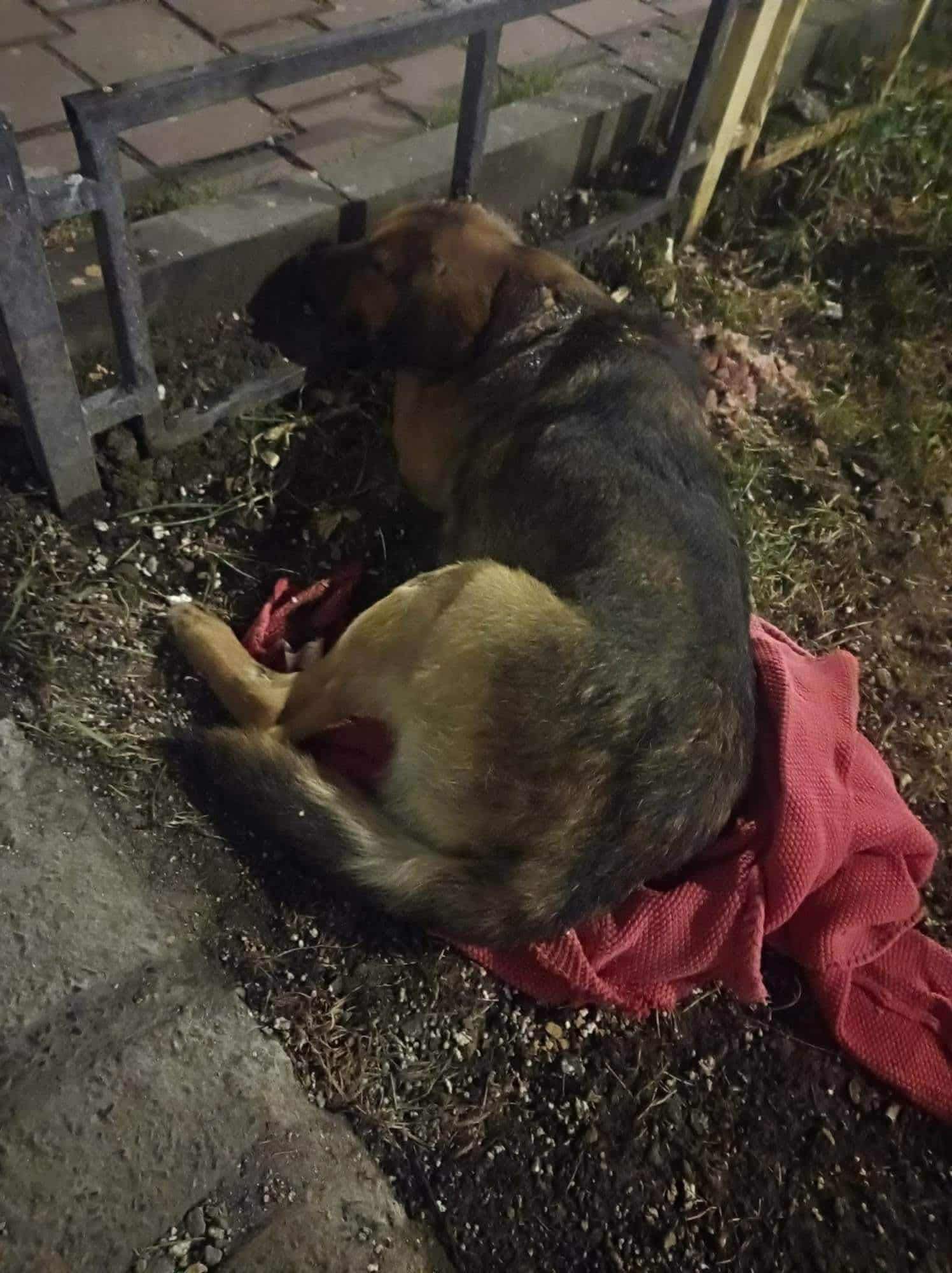 Boris Casa lui Patrocle 3