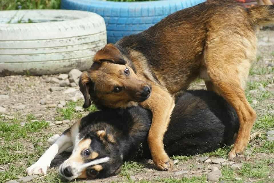 Boris Casa lui Patrocle 4