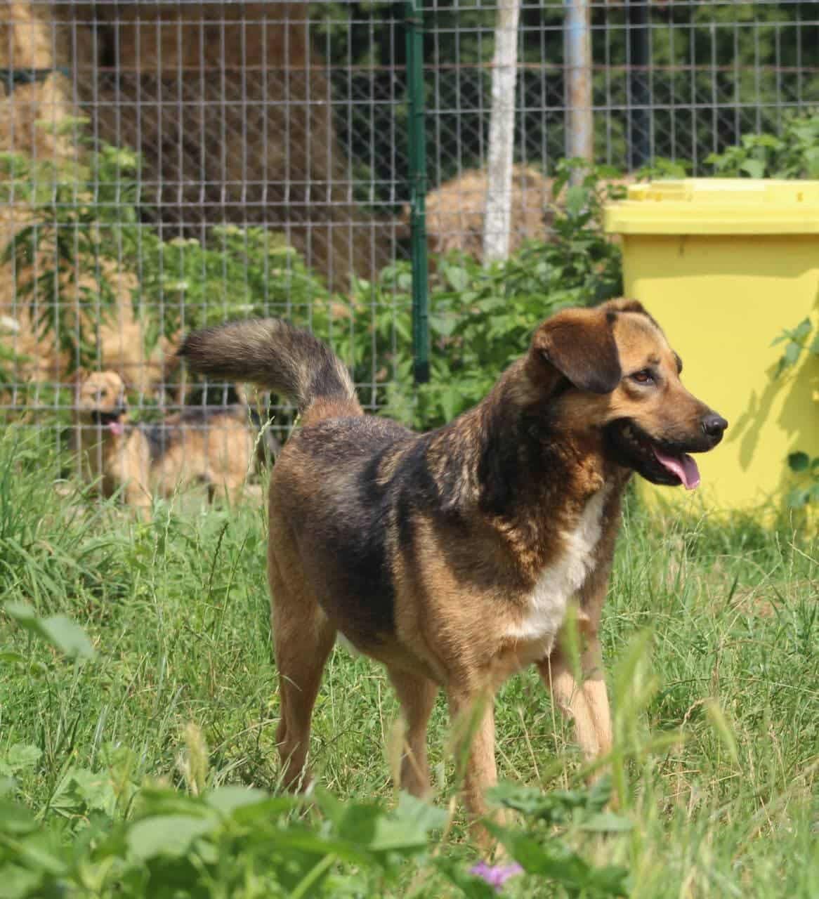 Boris Casa lui Patrocle 5