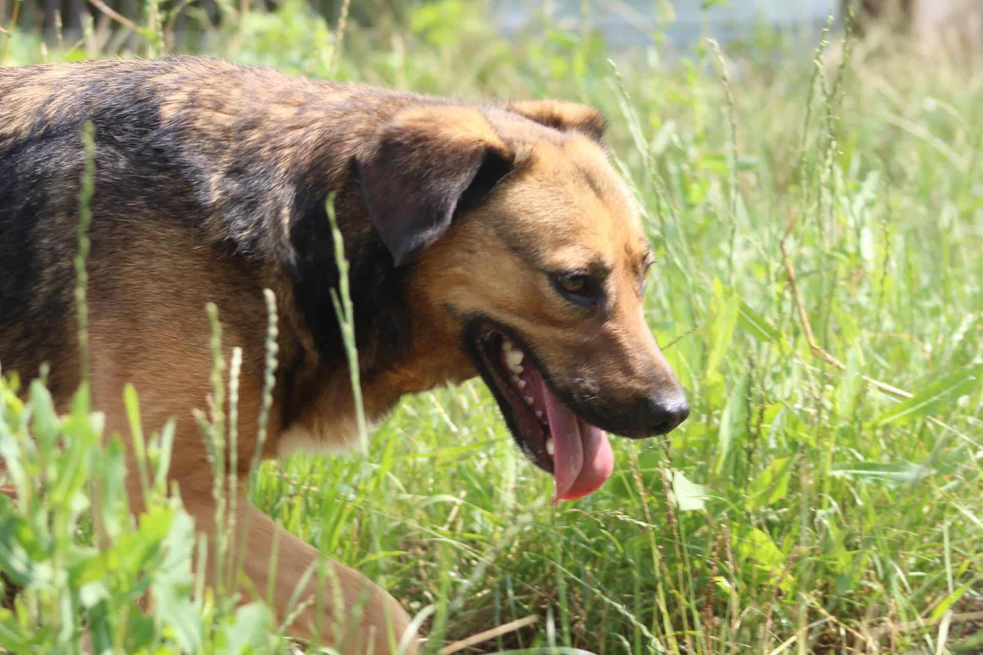 Boris Casa lui Patrocle 6