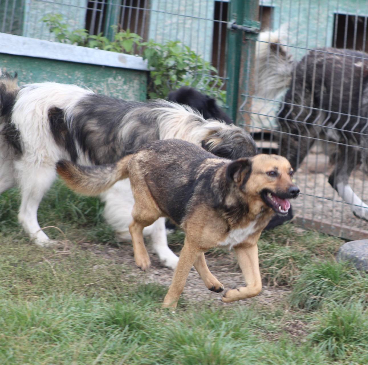 Boris Casa lui Patrocle 7