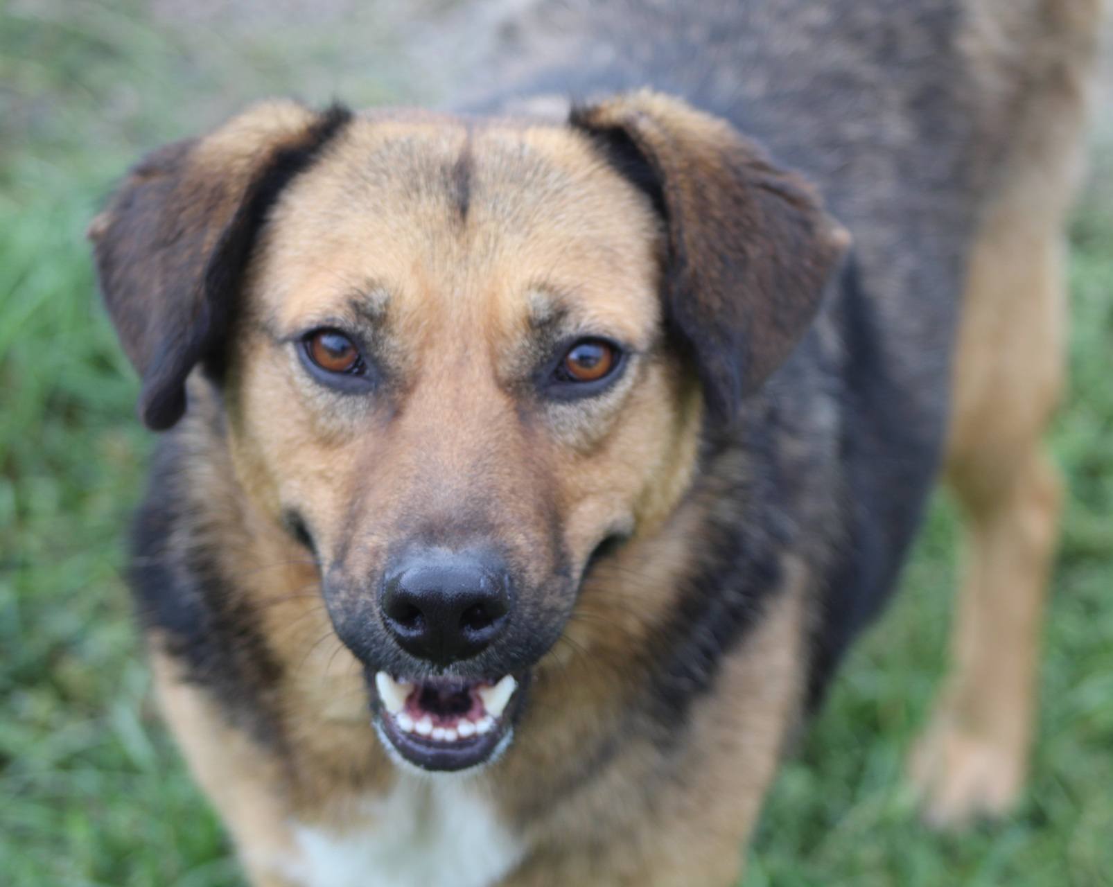 Boris, câine mascul de talie medie