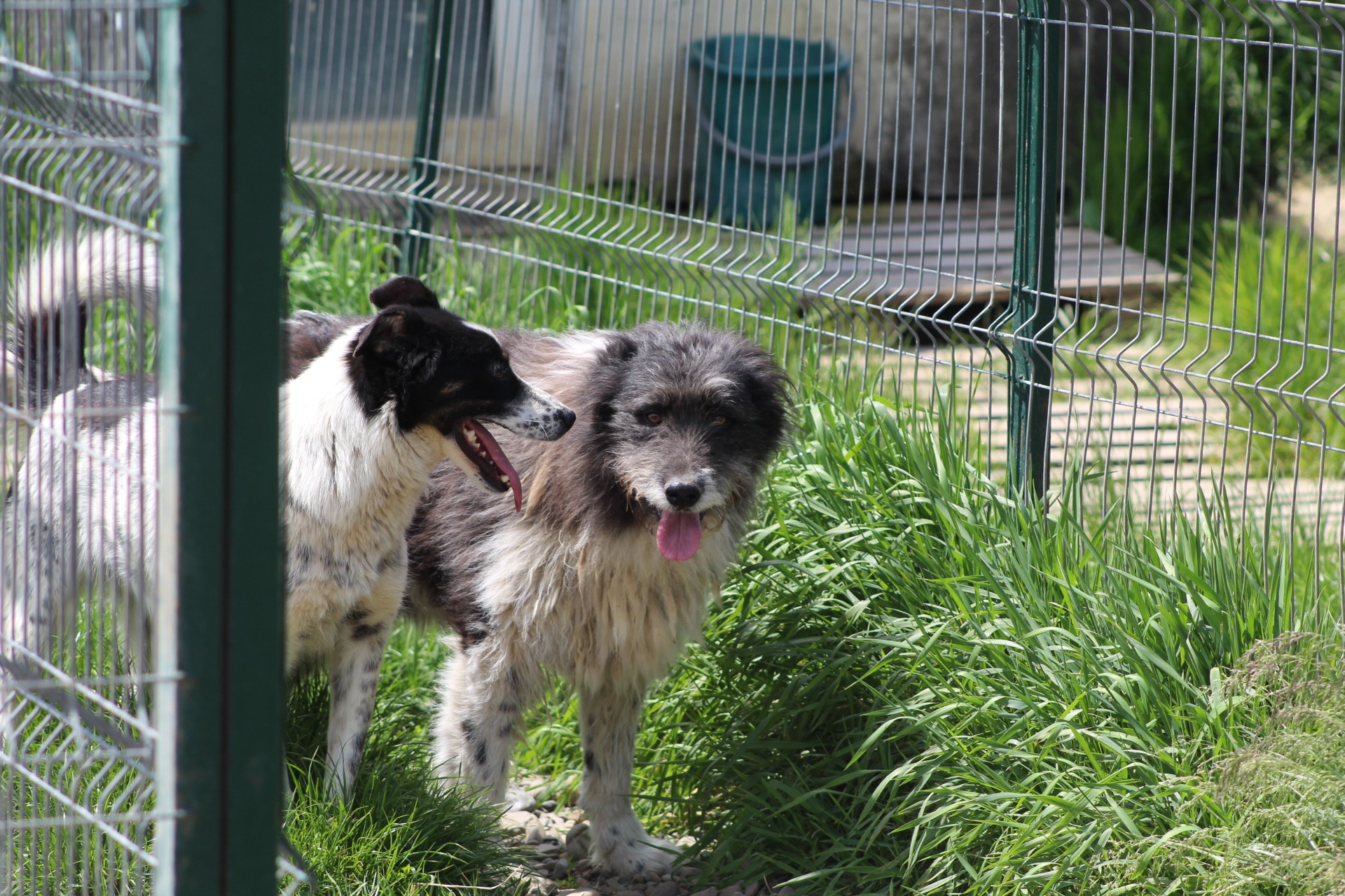 Brandusa Casa lui Patrocle 4