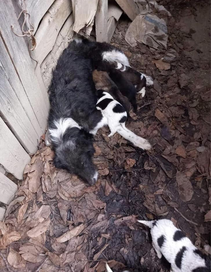 Brandusa Casa lui Patrocle 6