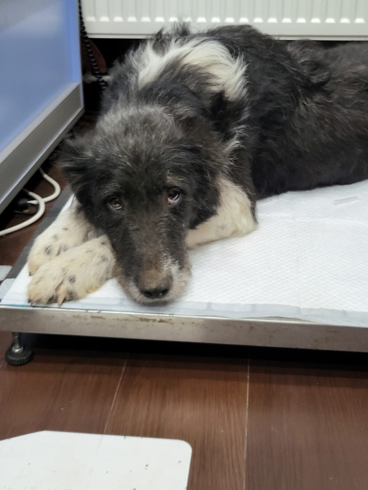 Brandusa Casa lui Patrocle 7