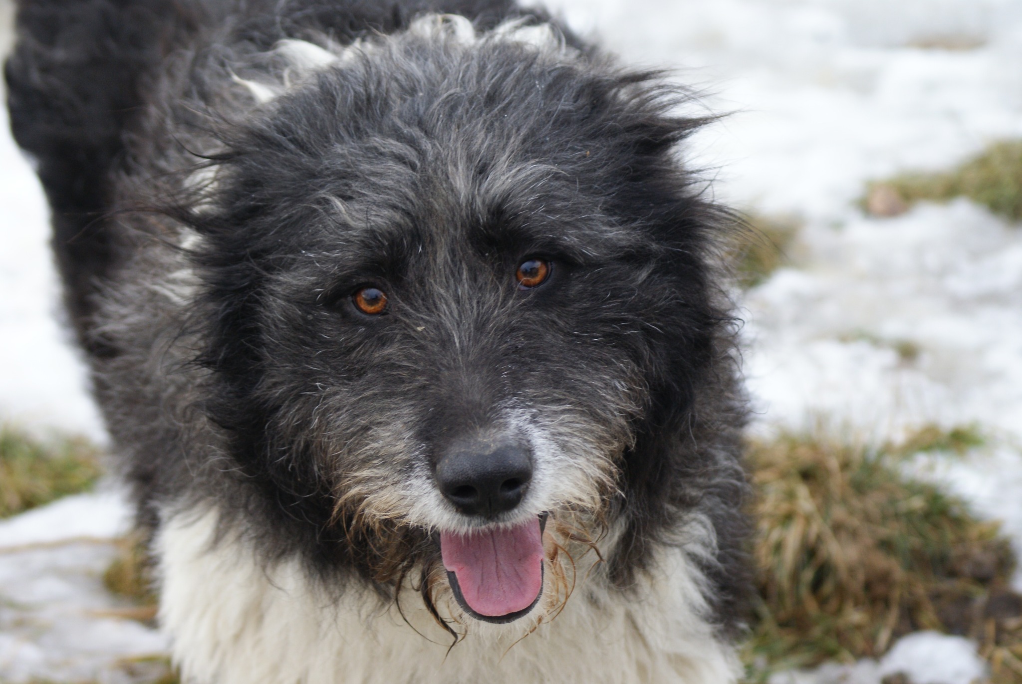 Brandusa, câine femelă de talie medie