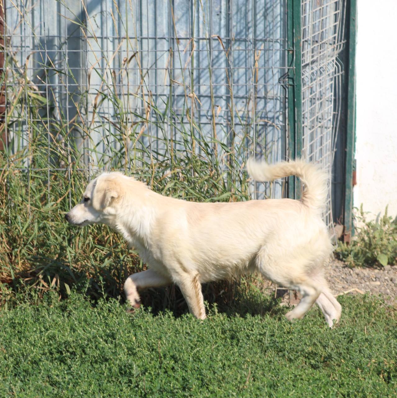 Buddy Casa lui Patrocle 3