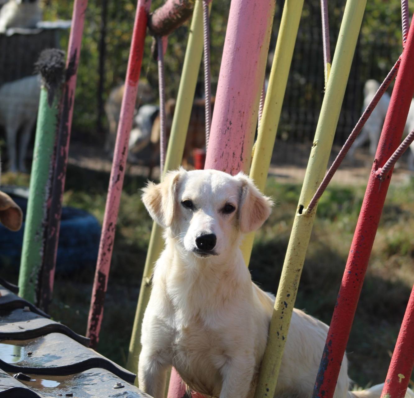 Buddy Casa lui Patrocle 4