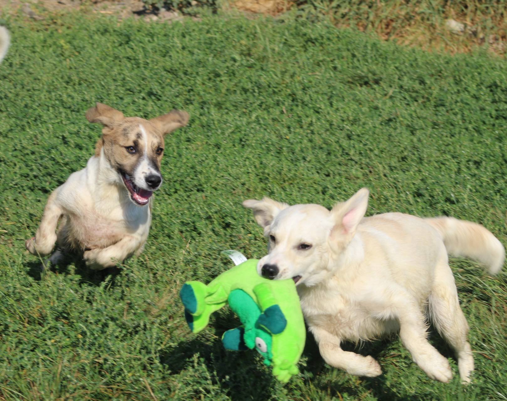 Buddy Casa lui Patrocle 5