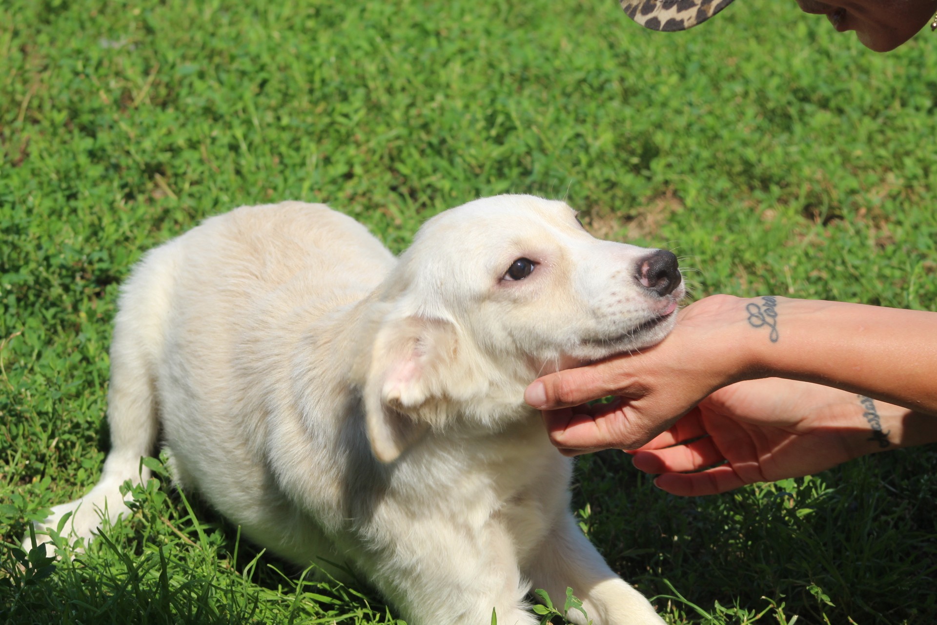 Buddy Casa lui Patrocle 6