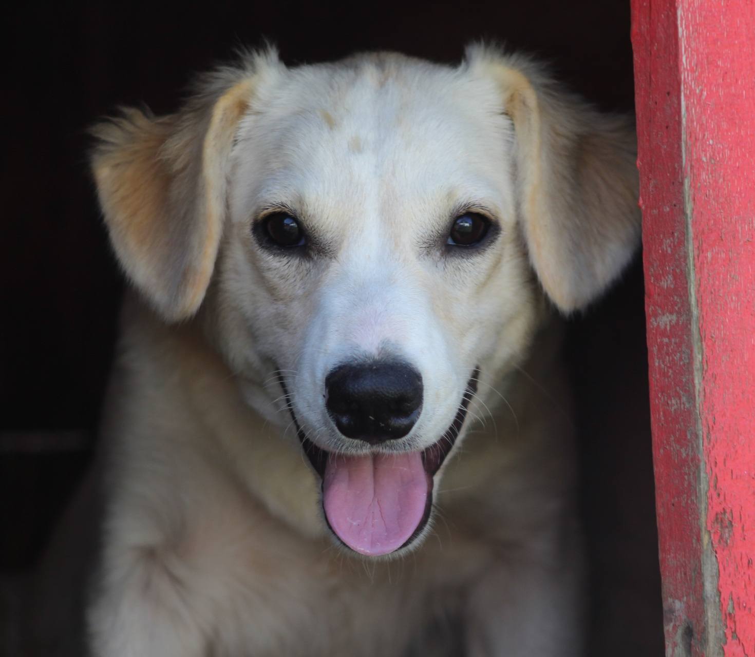 Buddy, câine mascul de talie medie