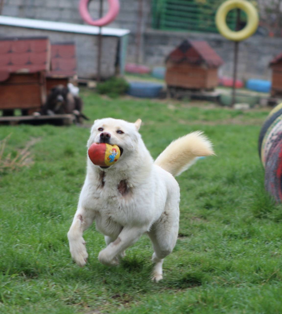 Bujor Casa lui Patrocle 2