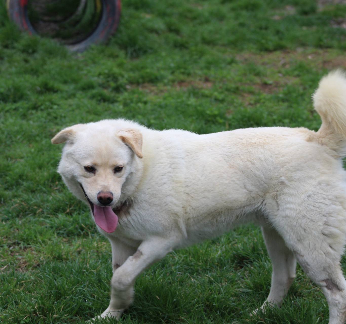 Bujor Casa lui Patrocle 3